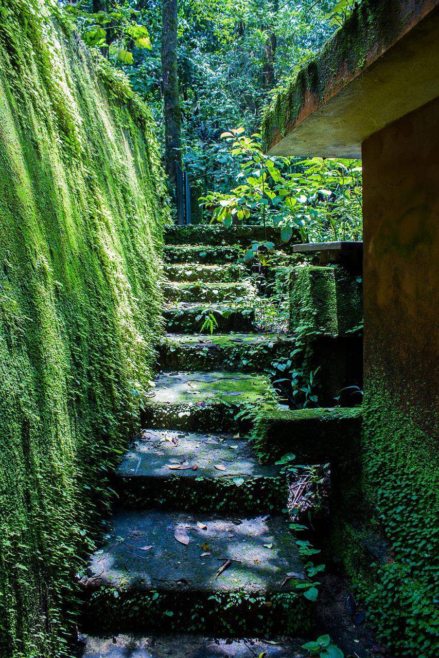 moss, step, stone-2372798.jpg